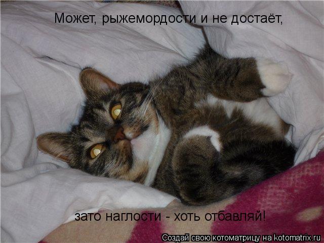 Может, рыжемордости и не достаёт, зато наглости - хоть отбавляй!... Котоматрица: Может, рыжемордости и не достаёт, зато наглости - хоть отбавляй!