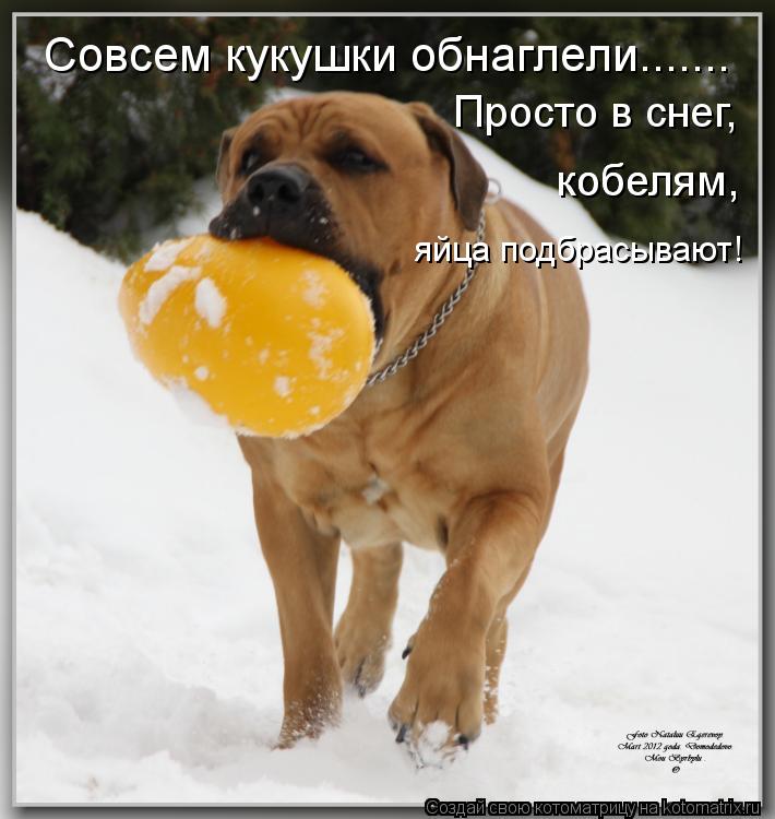 Совсем кукушки обнаглели....... Просто в снег, кобелям, кобелям, яйца подбрасывают!... Котоматрица: Совсем кукушки обнаглели....... Просто в снег, кобелям, кобелям, яйца подбрасывают!