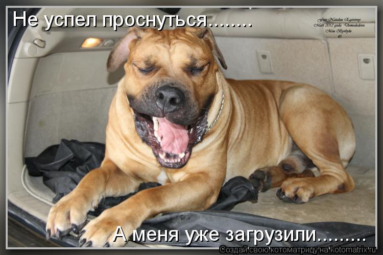 Не успел проснуться........ А меня уже загрузили............ Котоматрица: Не успел проснуться........ А меня уже загрузили.........