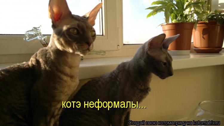 котэ неформалы...... Котоматрица: котэ неформалы...
