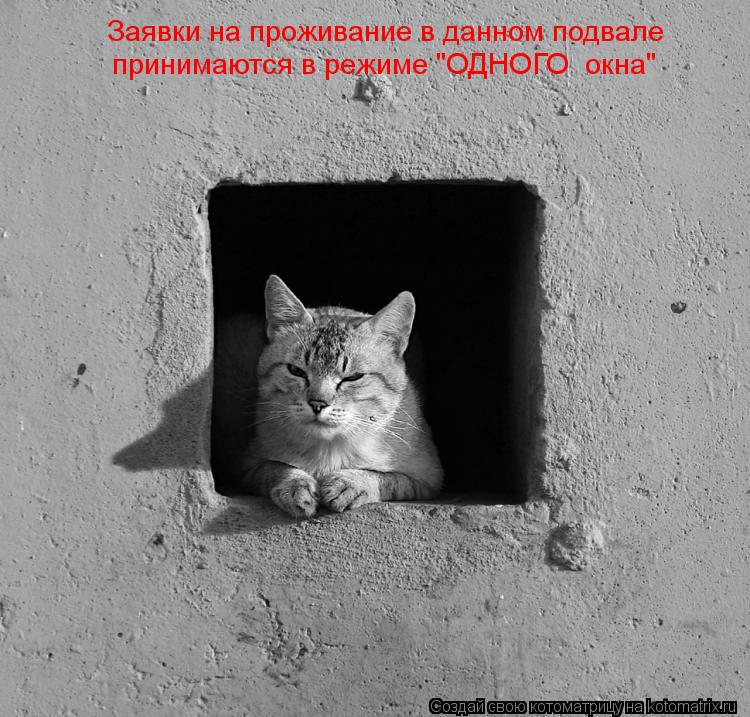 Заявки на проживание в данном подвале принимаются в режиме "ОДНОГО окна"... Котоматрица: Заявки на проживание в данном подвале принимаются в режиме "ОДНОГО окна"