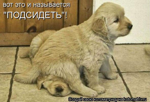 вот это и называется "ПОДСИДЕТЬ"!... Котоматрица: вот это и называется "ПОДСИДЕТЬ"!