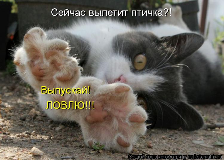 Сейчас вылетит птичка?! Выпускай! ЛОВЛЮ!!!... Котоматрица: Сейчас вылетит птичка?! Выпускай! ЛОВЛЮ!!!