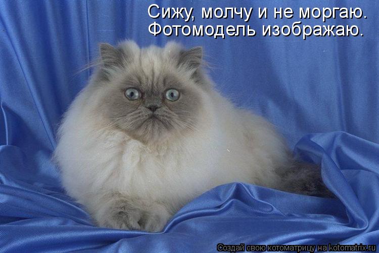 Сижу, молчу и не моргаю. Фотомодель изображаю.... Котоматрица: Сижу, молчу и не моргаю. Фотомодель изображаю.