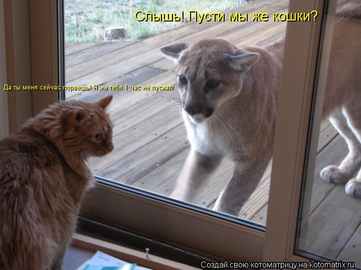 Слышь! Пусти мы же кошки? Да ты меня сейчас порвёшь! Я же тебя 1 час не пускал!... Котоматрица: Слышь! Пусти мы же кошки? Да ты меня сейчас порвёшь! Я же тебя 1 час не пускал!