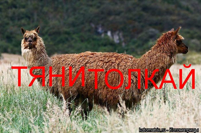 ТЯНИ ТОЛКАЙ... Котоматрица: ТЯНИ ТОЛКАЙ