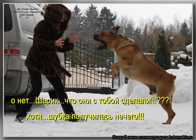 о нет...Шарик...что они с тобой сделали!!!??? хотя...шубка получилась нечего!!!... Котоматрица: о нет...Шарик...что они с тобой сделали!!!??? хотя...шубка получилась нечего!!!