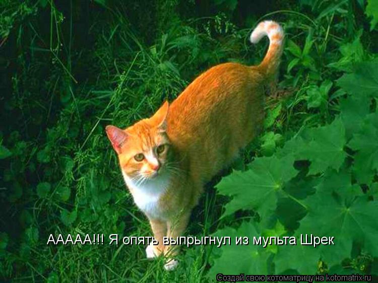 ААААА!!! Я опять выпрыгнул из мульта Шрек... Котоматрица: ААААА!!! Я опять выпрыгнул из мульта Шрек