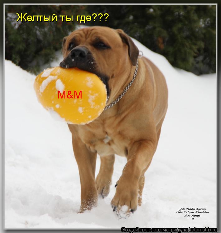 Желтый ты где??? M&M... Котоматрица: Желтый ты где??? M&M