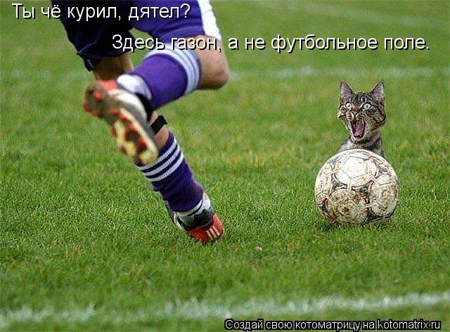 Ты чё курил, дятел? Здесь газон, а не футбольное поле.... Котоматрица: Ты чё курил, дятел? Здесь газон, а не футбольное поле.
