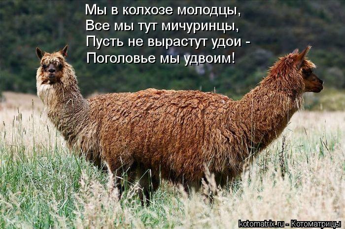 Мы в колхозе молодцы, Все мы тут мичуринцы, Пусть не вырастут удои - Поголовье мы удвоим!... Котоматрица: Мы в колхозе молодцы, Все мы тут мичуринцы, Пусть не вырастут удои - Поголовье мы удвоим!