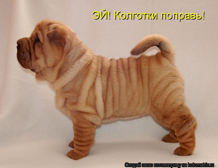 ЭЙ! Колготки поправь!... Котоматрица: ЭЙ! Колготки поправь!
