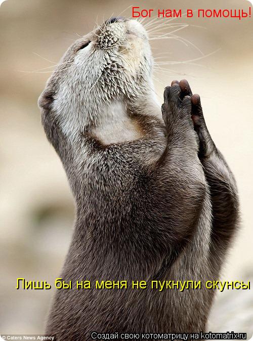 Бог нам в помощь! Лишь бы на меня не пукнули скунсы... Котоматрица: Бог нам в помощь! Лишь бы на меня не пукнули скунсы