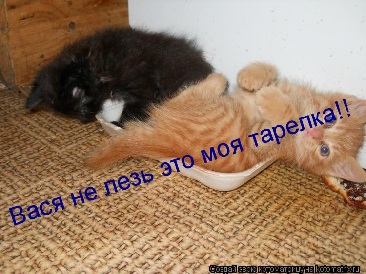 Котоматрица: Вася не лезь это моя тарелка!!