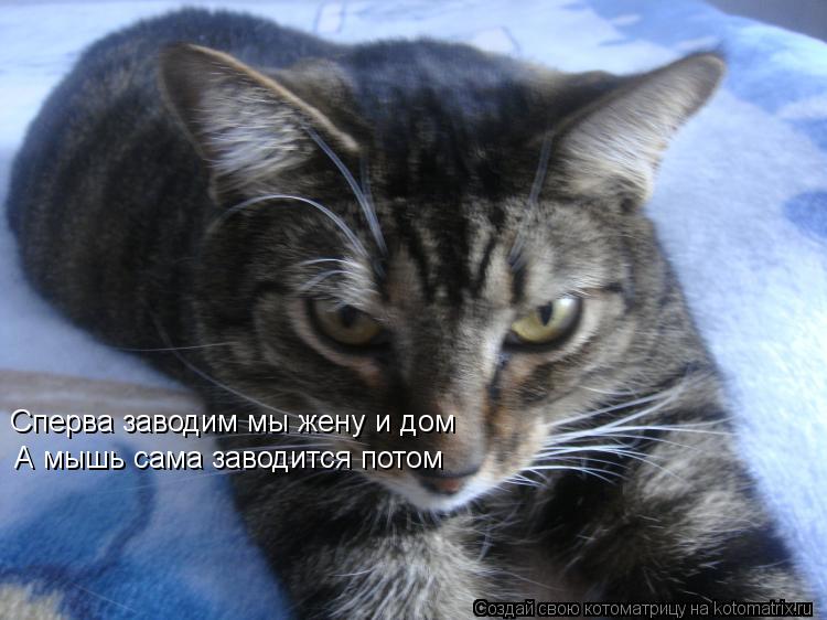Котоматрица: Сперва заводим мы жену и дом Сперва заводим мы жену и дом А мышь сама заводится потом А мышь сама заводится потом Потом жена заводит в свой ч