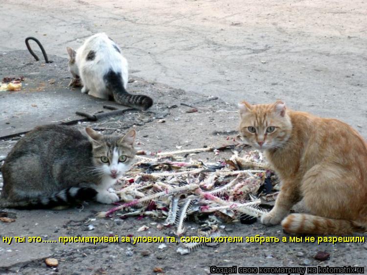 Котоматрица: ну ты это...... присматривай за уловом та, соколы хотели забрать а мы не разрешили ну ты это...... присматривай за уловом та, соколы хотели забрат