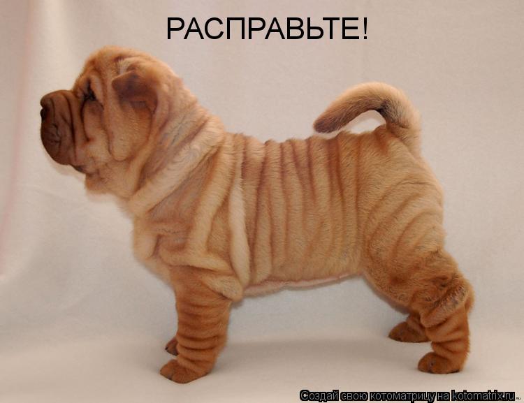 Котоматрица: РАСПРАВЬТЕ!