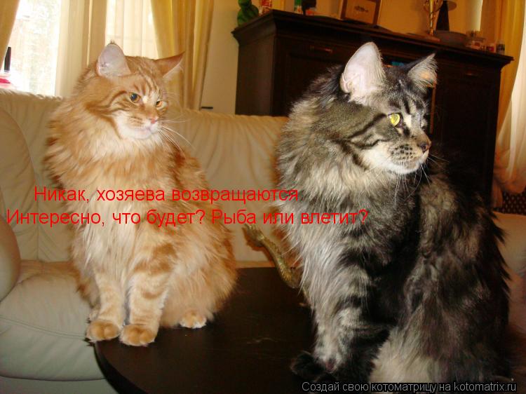 Котоматрица: Никак, хозяева возвращаются Интересно, что будет? Рыба или влетит?