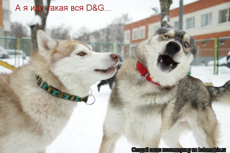 Котоматрица: А я иду такая вся D&G...