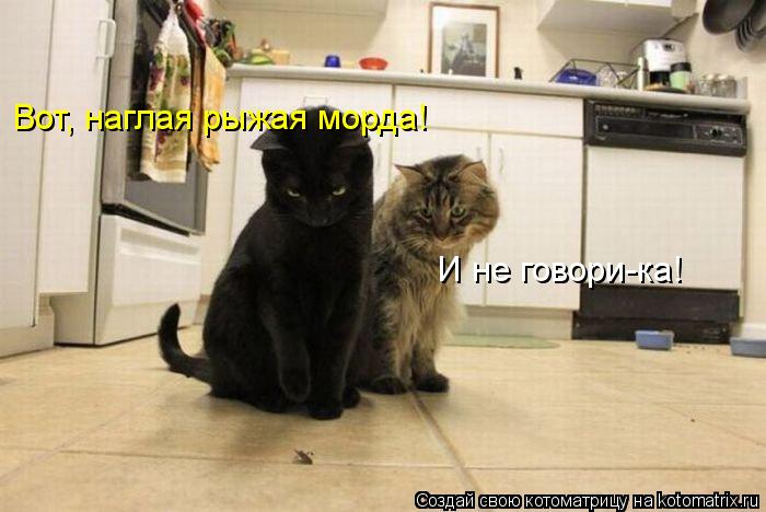 Котоматрица: Вот, наглая рыжая морда! И не говори-ка!