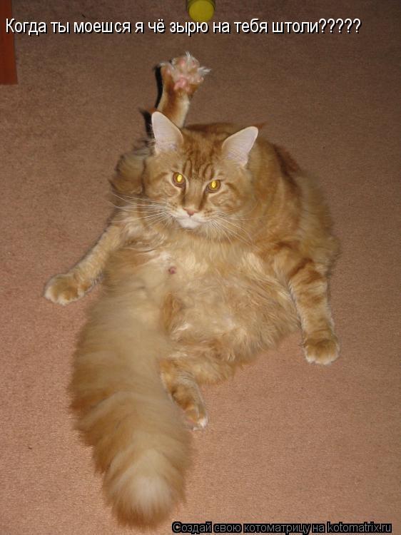 Котоматрица: Когда ты моешся я чё зырю на тебя штоли?????