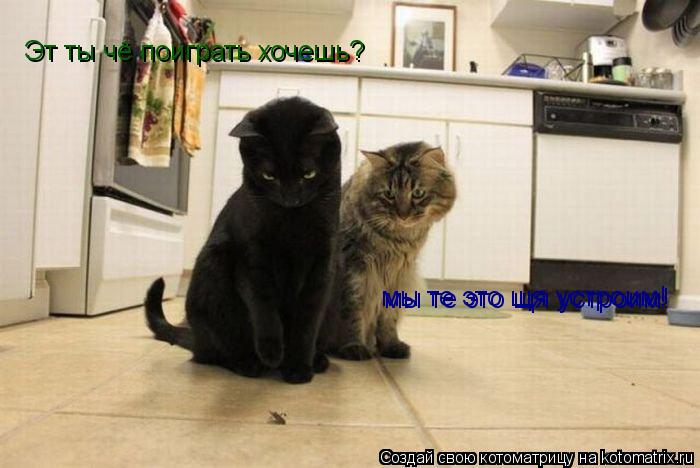 Котоматрица: Эт ты чё поиграть хочешь? мы те это щя устроим! мы те это щя устроим!