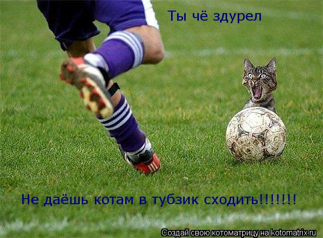 Котоматрица: Ты чё здурел Не даёшь котам в тубзик сходить!!!!!!!