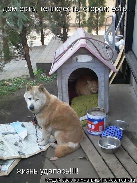 дом есть, тепло есть, сторож есть...... жизнь удалась!!!!... Котоматрица: дом есть, тепло есть, сторож есть...... жизнь удалась!!!!