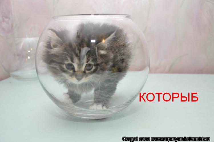 КОТОРЫБ... Котоматрица: КОТОРЫБ