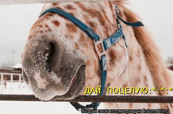 ДАЙ ПОЦЕЛУЮ:*:*:*... Котоматрица: ДАЙ ПОЦЕЛУЮ:*:*:*