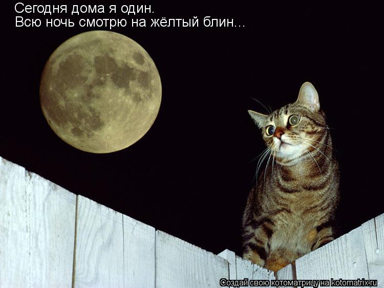 Сегодня дома я один. Всю ночь смотрю на жёлтый блин...... Котоматрица: Сегодня дома я один. Всю ночь смотрю на жёлтый блин...