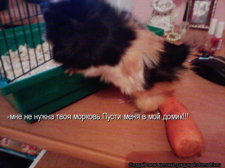 -мне не нужна твоя морковь.Пусти меня в мой домик!!!... Котоматрица: -мне не нужна твоя морковь.Пусти меня в мой домик!!!