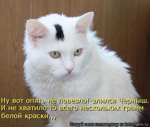 Ну вот опять не повезло!-злился Черныш. И не хватило то всего нескольких грамм белой краски,,,... Котоматрица: Ну вот опять не повезло!-злился Черныш. И не хватило то всего нескольких грамм белой краски,,,