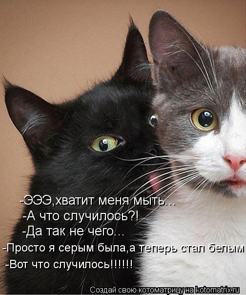 -ЭЭЭ,хватит меня мыть... -А что случилось?! -Да так не чего... -Просто я серым была,а теперь стал бел... Котоматрица: -ЭЭЭ,хватит меня мыть... -А что случилось?! -Да так не чего... -Просто я серым была,а теперь стал белым -Вот что случилось!!!!!!