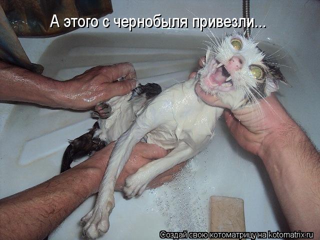 А этого с чернобыля привезли...... Котоматрица: А этого с чернобыля привезли...