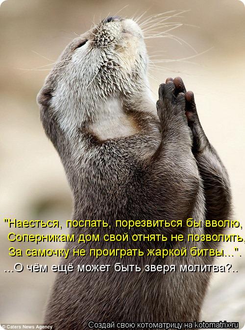 "Наесться, поспать, порезвиться бы вволю, Соперникам дом свой отнять не позволить, За самочку не прои... Котоматрица: "Наесться, поспать, порезвиться бы вволю, Соперникам дом свой отнять не позволить, За самочку не проиграть жаркой битвы...". ...О чём ещё может