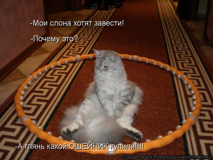 Котоматрица: -Мои слона хотят завести! -Почему это? -А глянь какой ОШЕЙНИК купили!!!!