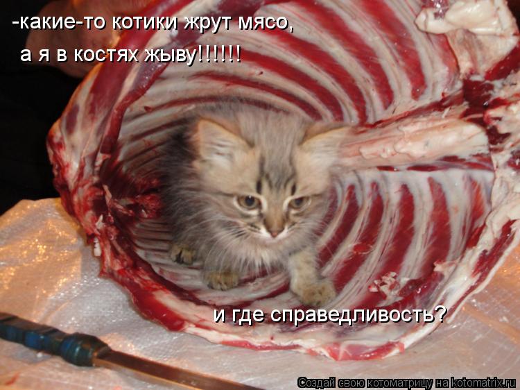 -какие-то котики жрут мясо, и где справедливость? а я в костях жыву!!!!!!... Котоматрица: -какие-то котики жрут мясо, и где справедливость? а я в костях жыву!!!!!!