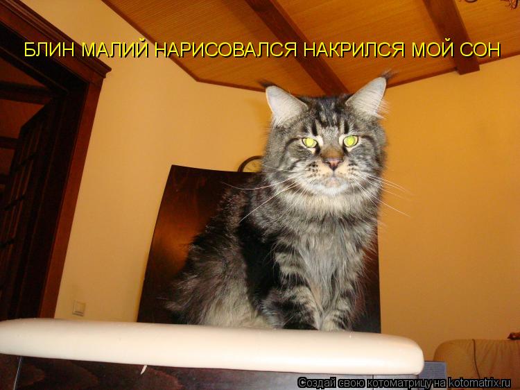 БЛИН МАЛИЙ НАРИСОВАЛСЯ НАКРИЛСЯ МОЙ СОН... Котоматрица: БЛИН МАЛИЙ НАРИСОВАЛСЯ НАКРИЛСЯ МОЙ СОН