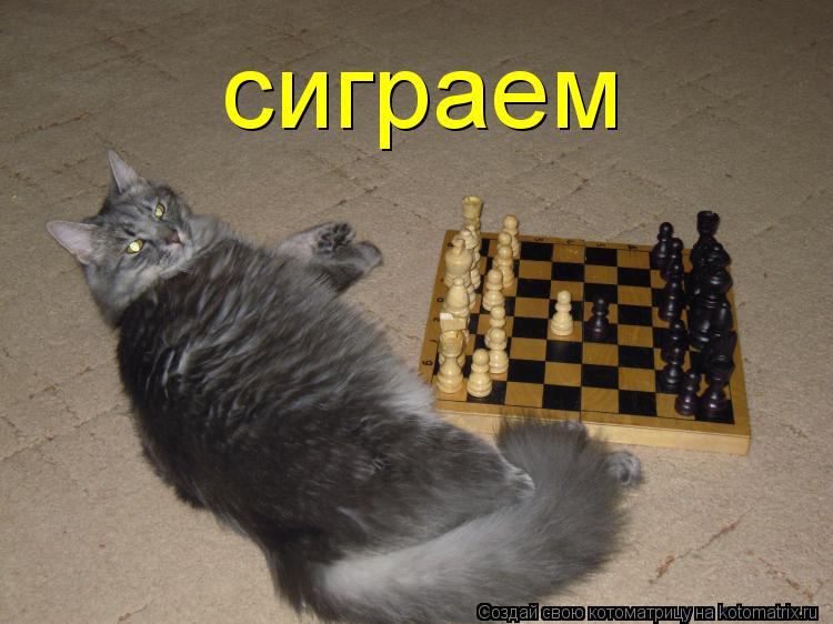 сиграем... Котоматрица: сиграем