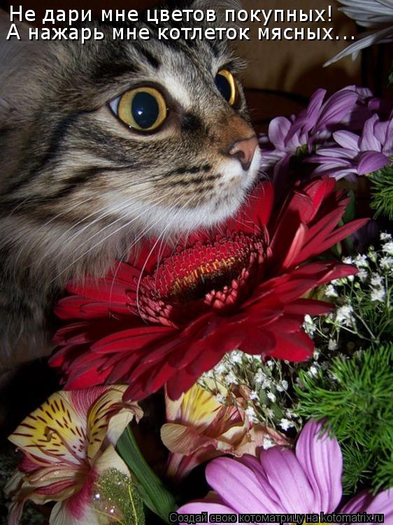 Не дари мне цветов покупных! А нажарь мне котлеток мясных...... Котоматрица: Не дари мне цветов покупных! А нажарь мне котлеток мясных...