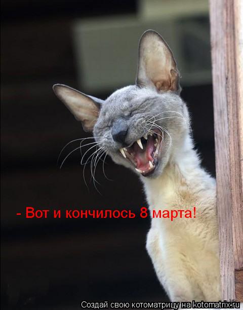 - Вот и кончилось 8 марта!... Котоматрица: - Вот и кончилось 8 марта!