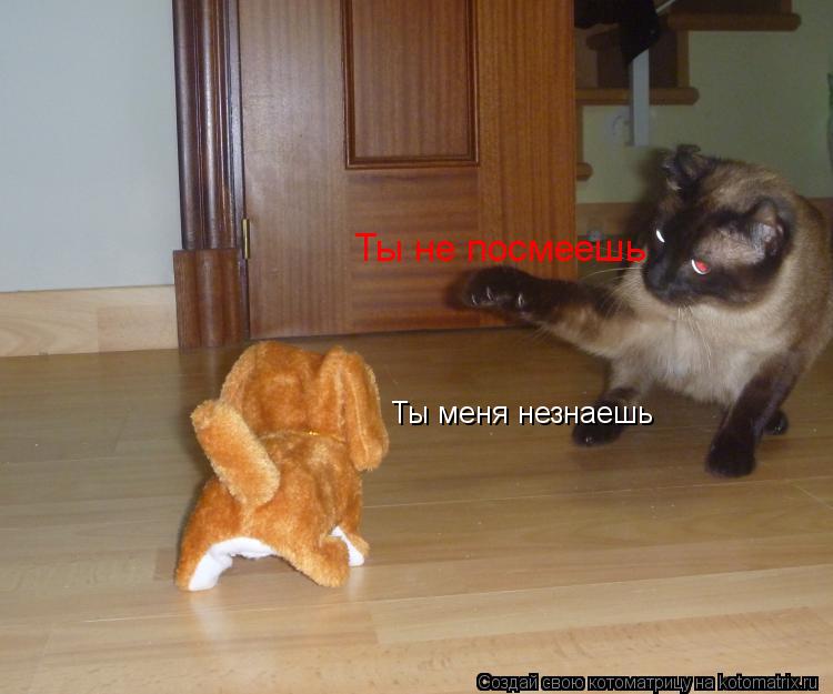 Ты не посмеешь Ты меня незнаешь... Котоматрица: Ты не посмеешь Ты меня незнаешь
