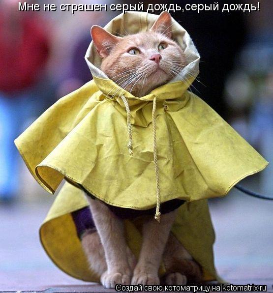 Мне не страшен серый дождь,серый дождь!... Котоматрица: Мне не страшен серый дождь,серый дождь!