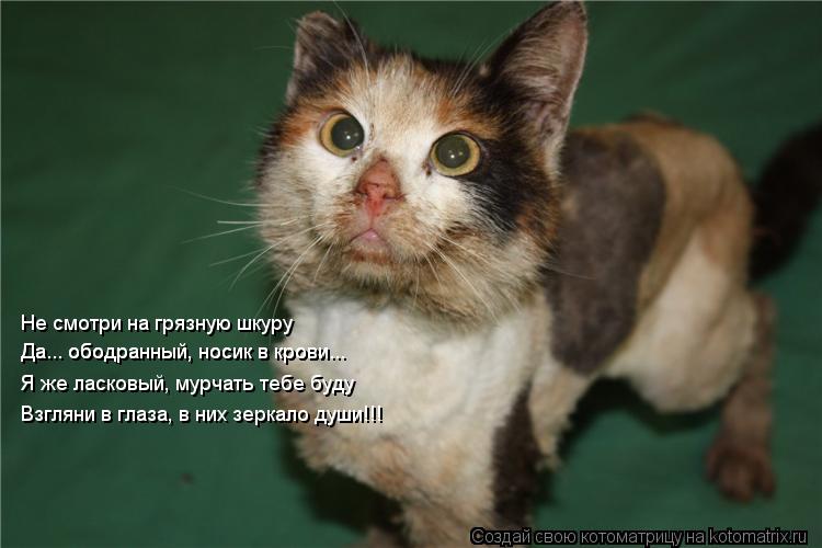 Не смотри на грязную шкуру Да... ободранный, носик в крови... Да... ободранный, носик в крови... Я же... Котоматрица: Не смотри на грязную шкуру Да... ободранный, носик в крови... Да... ободранный, носик в крови... Я же ласковый, мурчать тебе буду Взгляни в глаза,