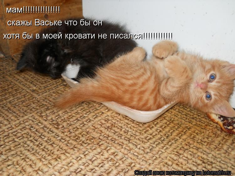 мам!!!!!!!!!!!!!!! скажы Ваське что бы он хотя бы в моей кровати не писался!!!!!!!!!!!!... Котоматрица: мам!!!!!!!!!!!!!!! скажы Ваське что бы он хотя бы в моей кровати не писался!!!!!!!!!!!!