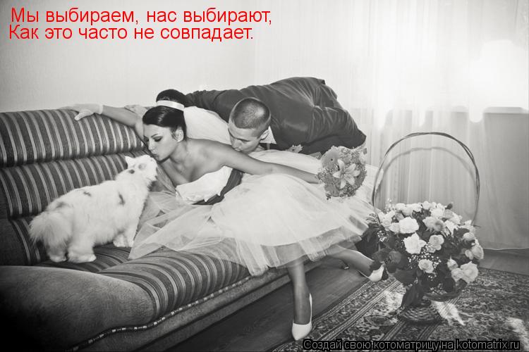 Мы выбираем, нас выбирают, Как это часто не совпадает.... Котоматрица: Мы выбираем, нас выбирают, Как это часто не совпадает.