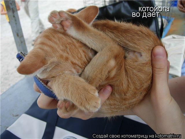 котойога во даёт... Котоматрица: котойога во даёт
