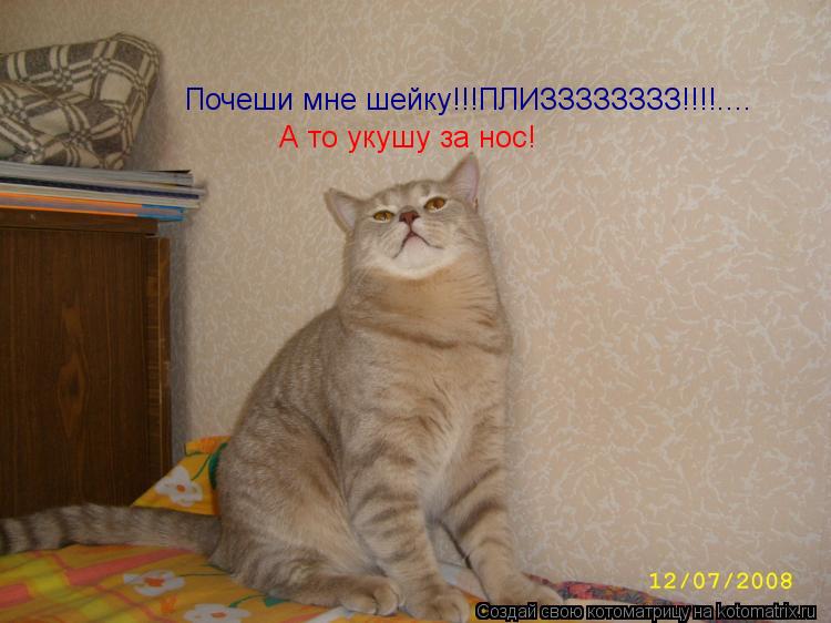 Почеши мне шейку!!!ПЛИЗЗЗЗЗЗЗЗ!!!!.... А то укушу за нос!... Котоматрица: Почеши мне шейку!!!ПЛИЗЗЗЗЗЗЗЗ!!!!.... А то укушу за нос!
