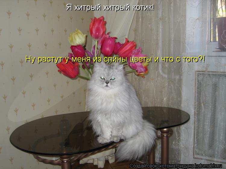 Я хитрый хитрый котик! Ну растут у меня из спины цветы и что с того?!... Котоматрица: Я хитрый хитрый котик! Ну растут у меня из спины цветы и что с того?!